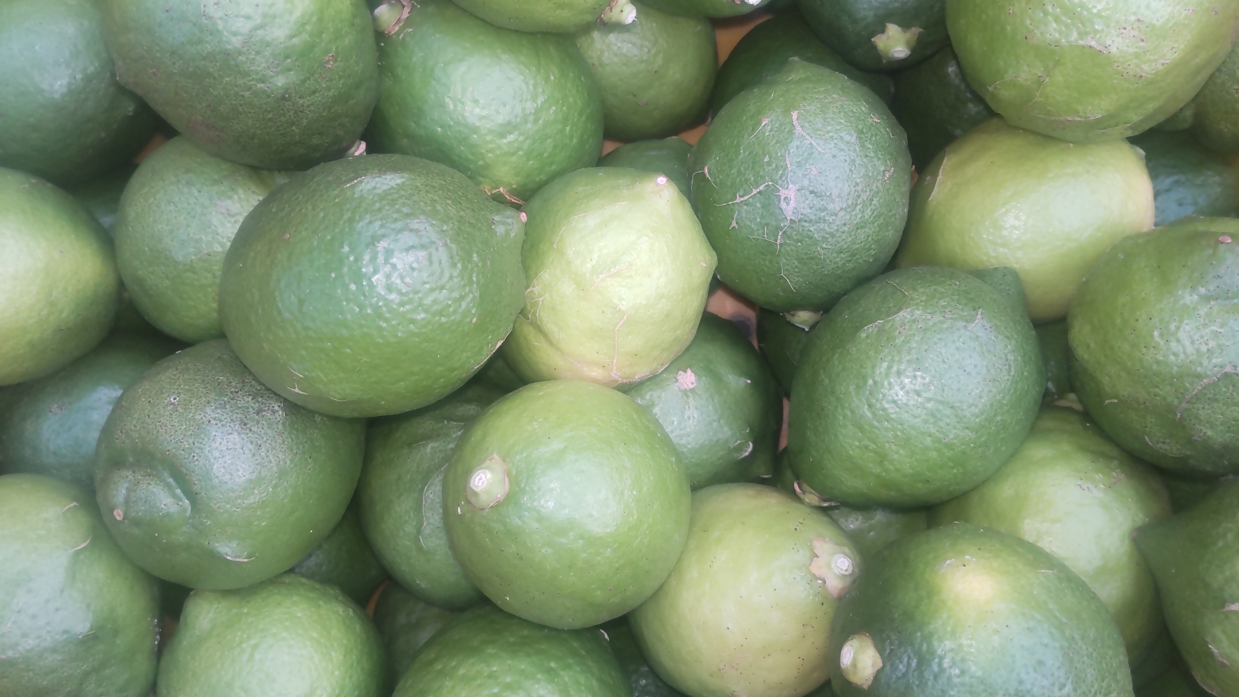 訳あり　産地直送！広島県　蒲刈産レモン 皮も使える広島県産レモン 訳あり品 2kg(約20個入)｜レモンの