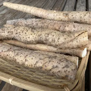 お買い得！球磨川流域で育った細い自然薯(カット物)