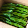 【瀬戸内・因島産】しまのそら豆（5月10日頃より収穫都度発送予定）