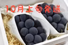 10月上旬発送【信州産】種無し巨峰 