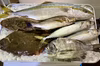 漁師のおまかせ鮮魚セット