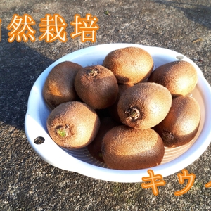 ☆半完熟～ほぼ完熟☆ 自然栽培のキウイフルーツ 1.5キロ 大小混合