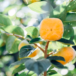 まつばら農園の訳ありたねなし柿