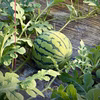 【熊本県植木町産】大玉スイカ　（肥後ロマン）6~7kg