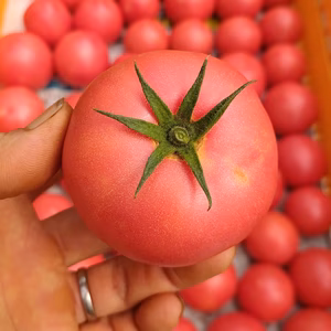 【MADE FOR YOU】あなただけの一箱。トマト詰め合わせ（クール便）