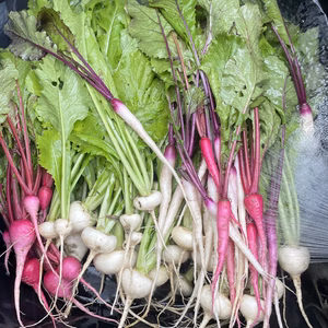 かぶ（オーガニック）葉付き