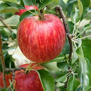 訳あり サンふじ ３㎏～１０㎏