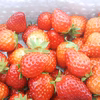 【ワイワイガヤガヤ！小粒中粒イチゴパーティ！】