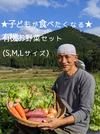 ★子どもが食べたくなる★　旬の高原野菜セット（有機、農薬不使用）「S・M・L」