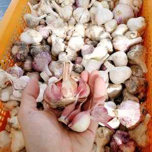 期間限定【ワケありニンニク】ミニサイズ(無農薬無化学肥料)