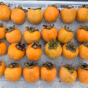 田倉柿（干し柿用渋柿）