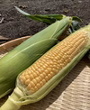 収穫開始！【夏ギフト】2品種食べ比べ(ドルチェ・恵味)とうもろこしセット
