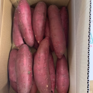 お買い得♪シルクスイート♪  Lサイズ　5キロ箱13本