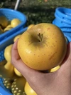  訳あり シナノゴールド 3ｷﾛ箱8～11玉