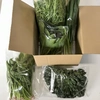 常温で発送　葉物野菜5種類、5袋セット