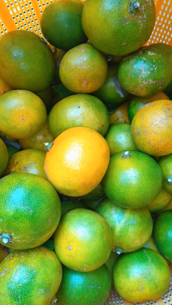 蜜柑　自然栽培　農薬肥料不使用