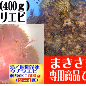 まきさま専用商品！活〆ウチワエビ500g+活〆ゾウリエビ400ｇ
