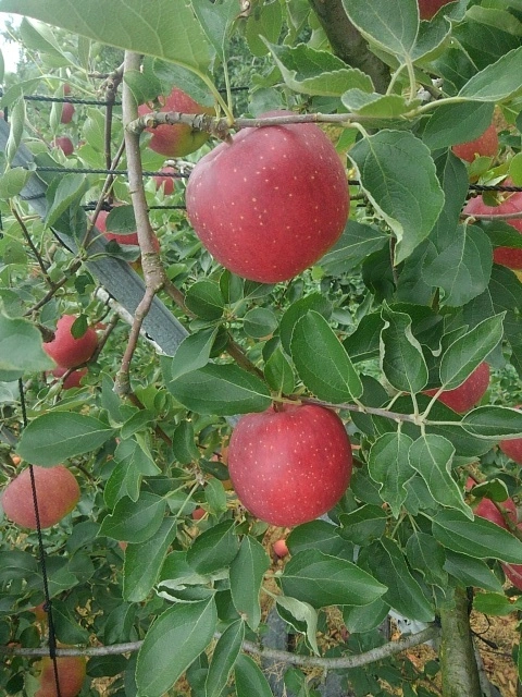 《希少品種”紅ロマン”》家庭用小玉