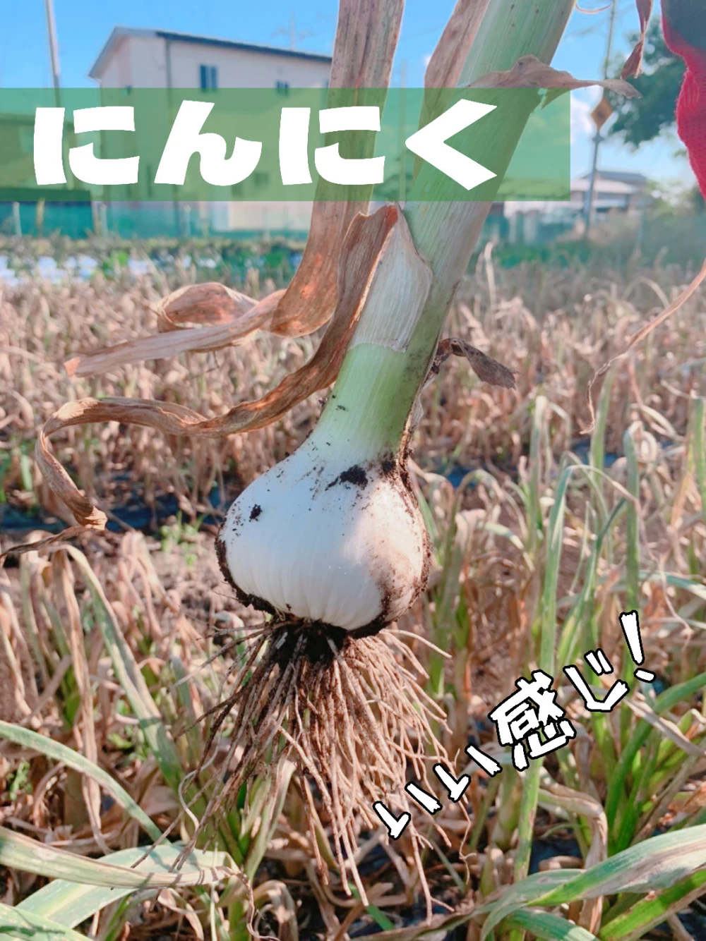 黒にんにく　群馬県館林産