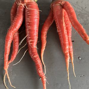 【訳あり】金時人参　2キロ