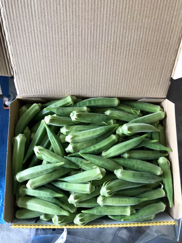 【鹿児島産】甘塩オクラ箱込み1キロ^_^