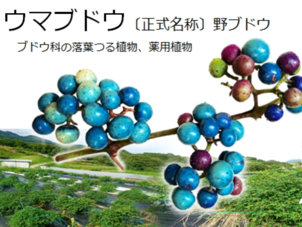 【訳あり★２０％割引★メール便】大容量３００ｇ（１包５ｇx３０日分x２袋）《煮出