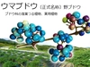 【訳あり★２０％割引★メール便】大容量３００ｇ（１包５ｇx３０日分x２袋）《煮出