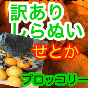 11日出荷ゲリラ箱5箱ブロッコリーはるか訳あり不知火1500円