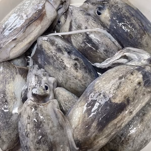 熊本県　天草の離島御所浦島産　冷凍シリヤケイカ