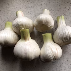 超期間限定 新鮮！！採れたて『生にんにく』　1kg/2kg