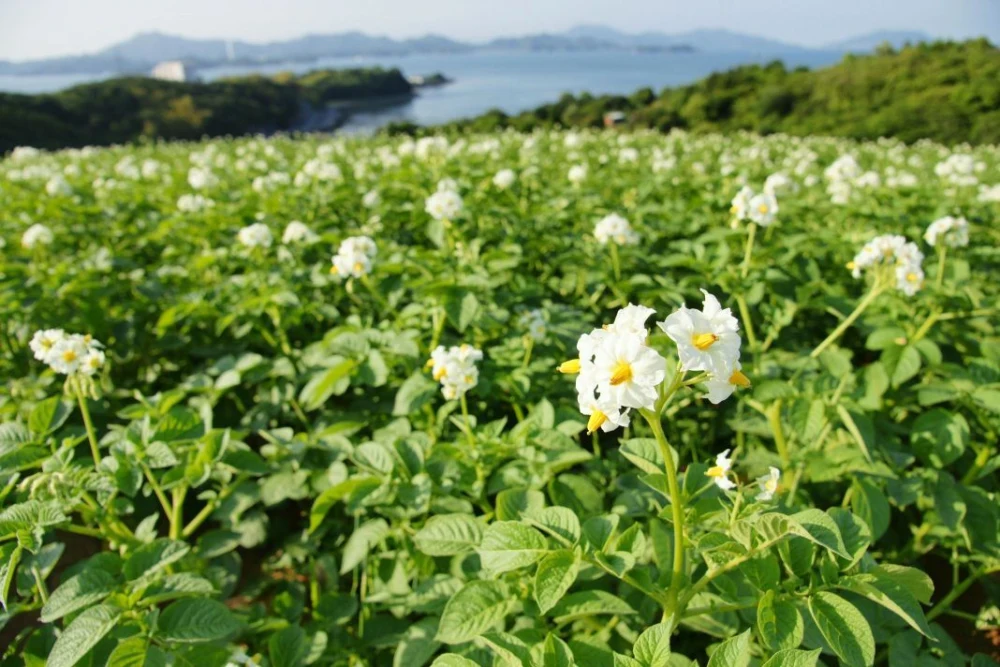 赤土じゃがいも　あきつ美人　訳あり商品　3Lサイズ　4キロ1200円～　