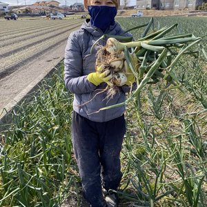 令和4年　淡路島産　極早生玉ねぎ　スーパーアップ　10キロ