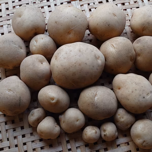 開園感謝記念じゃがいも【デジマ】無農薬・無化学肥料栽培