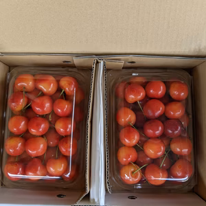 さくらんぼ紅秀峰600g割り引き商品