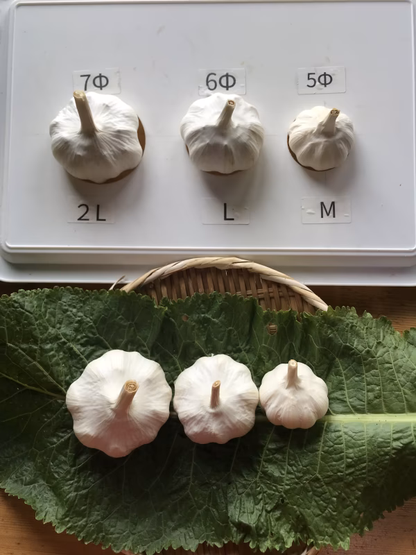 『夏』! ガツンとくるにんにく　L ◯6㎝以上　16玉