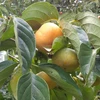 ｸｾになる甘味と渋み　富有柿の出来たてﾊｰﾌﾄﾞﾗｲﾁｯﾌﾟｽ(100g)