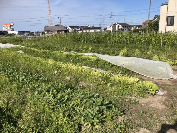 バンブーオーガニックファーム