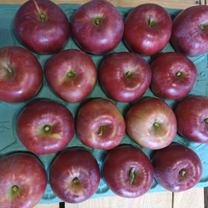 【訳アリ】『紅玉』大玉16個 青森県産りんご シブ、サビ、ヤケ！加工用などに！