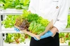 一ヶ月日持ち│５種常備野菜定期便（Largeサイズ）