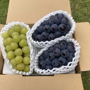 2色詰め！　BKシードレス＋シャインマスカット　1.2kg以上
