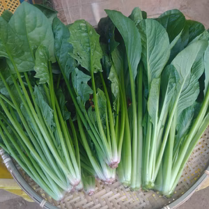 デカすぎ！小松菜とほうれん草