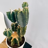 ［在庫］　柱サボテン　鬼面角 ブランチ　6号　観葉植物　室内　多肉植物　ユニーク