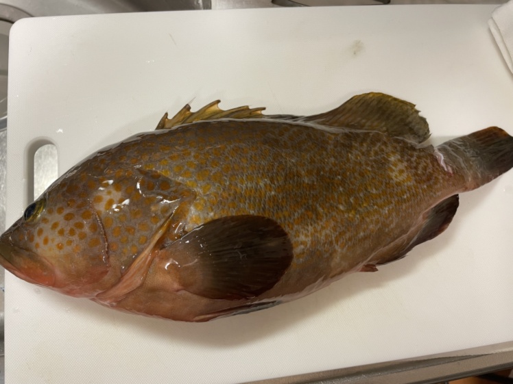 本日1名様限定 カワハギ 1 2kg前後 3匹 農家漁師から産地直送の通販 ポケットマルシェ