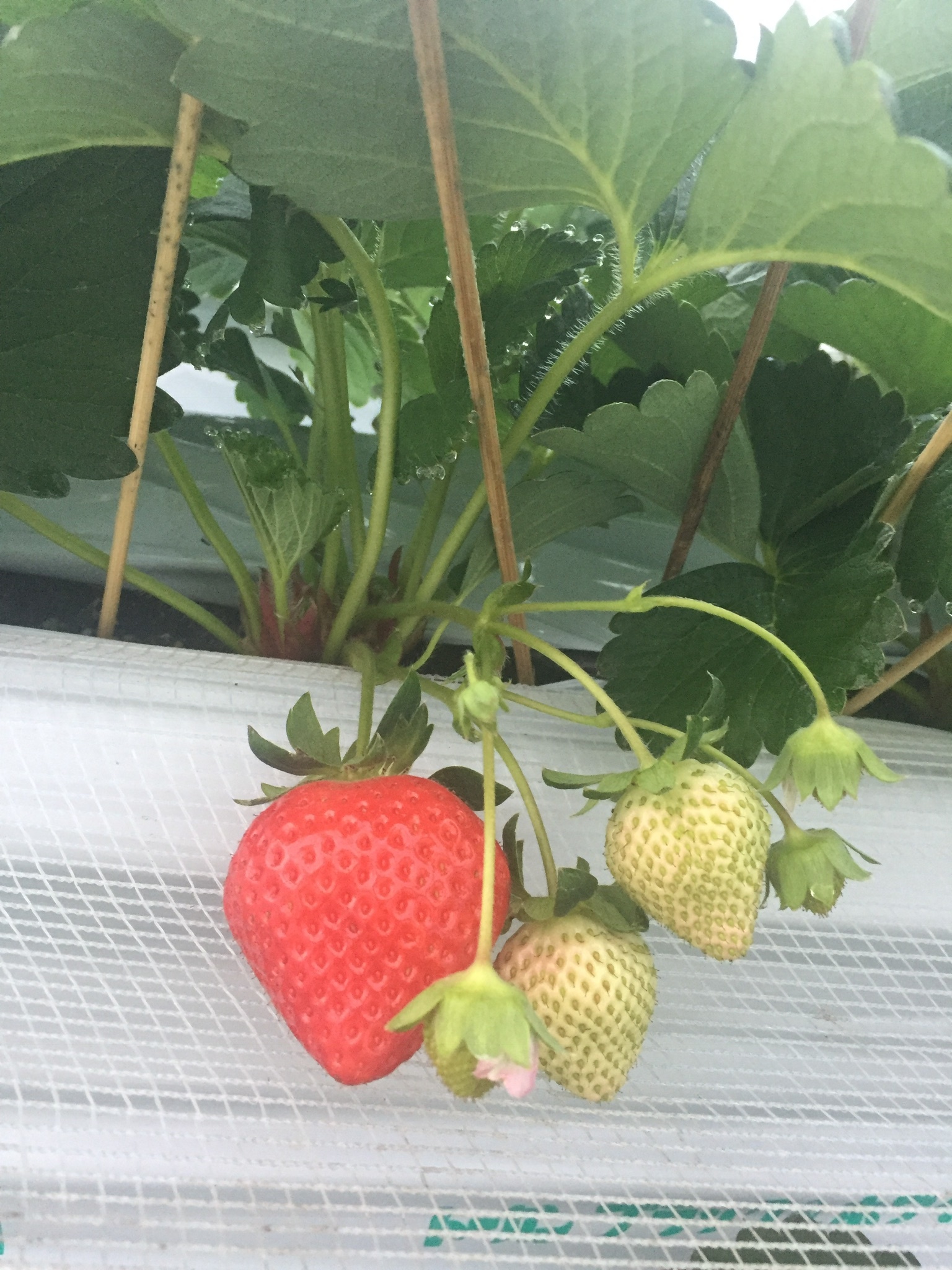 あまおう 不揃いないちごたち 農家漁師から産地直送の通販 ポケットマルシェ