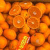 ど家庭用、加工用みかん