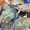 2kg～ 急速冷凍訳ありワタリガニ オスメス混合 ガザミ 渡り蟹 活蟹 活カニ