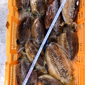 ⭐︎大阪湾　肉厚絶品コウイカ　2キロ詰め合わせ