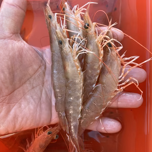 《送料一律800円》紀州雑賀崎 天然シラサエビ(中小) 1kg