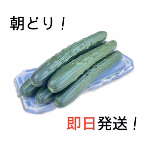 ○朝どり！当日発送！○甘さで評判のほーりーのきゅうり
