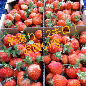 訳アリ！規格外2キロ！ジャム用！夏秋いちご　青森県産　すずあかね　苺　夏いちご